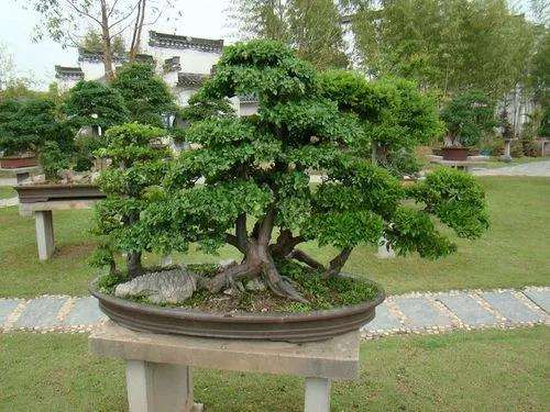 现代园林盆景设计发展现状与存在的3个问题