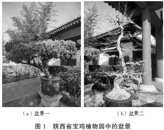 盆景元素在现代生态园林设计中的3个价值