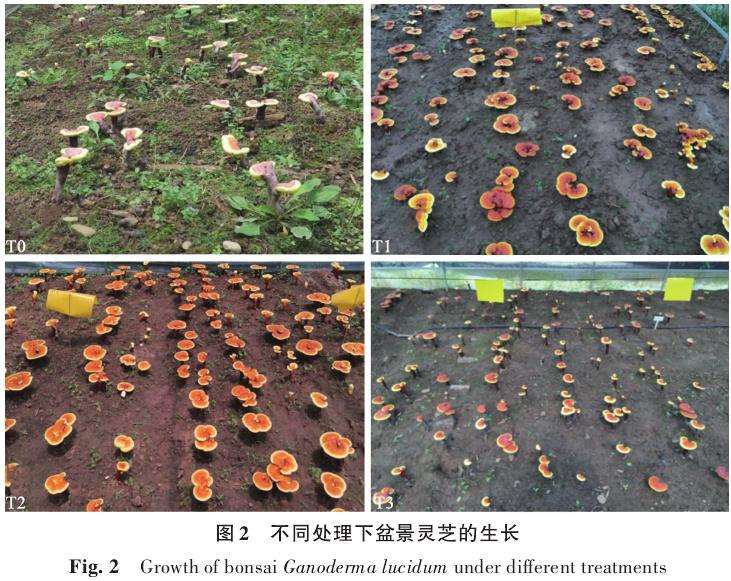 光照强度对盆景灵芝子实体生长发育的影响