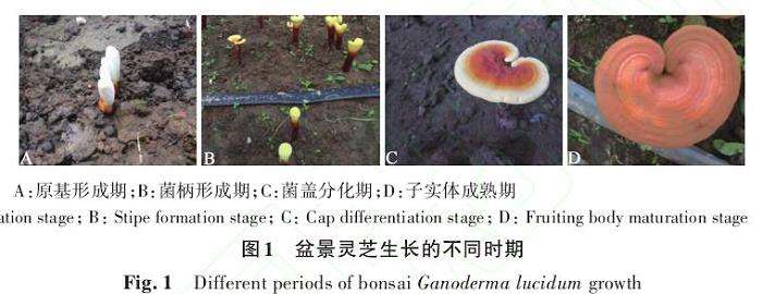 遮光处理对盆景灵芝生长发育和酶活性的3个影响