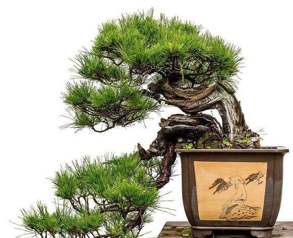 盆景精细化管理工作的3个有益经验