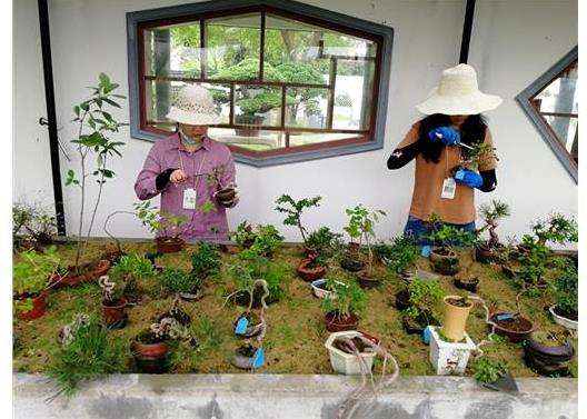 长三角地区盆景怎么精细化管理德个研究