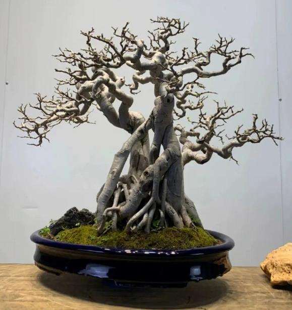 对比法则在岭南盆景制作中的3个应用