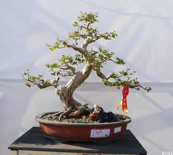 韵律法则在岭南盆景制作中的3个应用