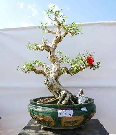 比例法则在岭南盆景制作中的3个应用