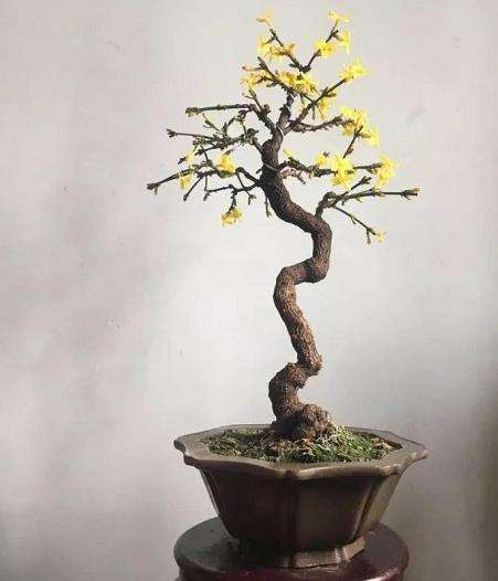 微型迎春花盆景怎么养护管理的3个方法