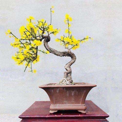 微型迎春花盆景怎么制作的4个方法