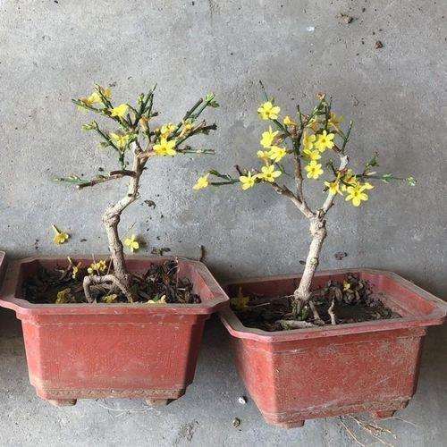 微型迎春花盆景怎么苗木选择与培育的3个方法