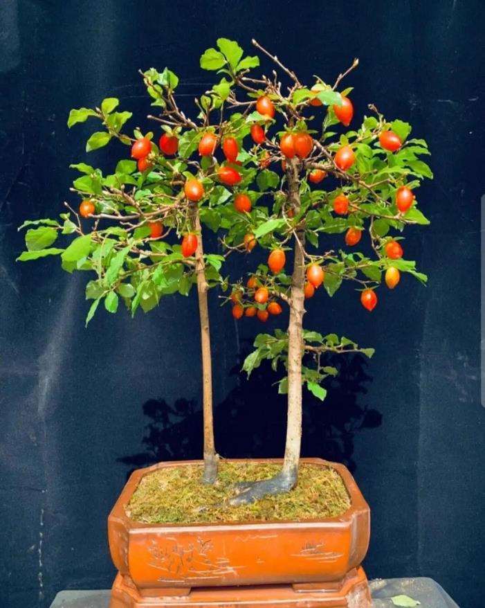 为什么老鸦柿盆景在全国都小有名气