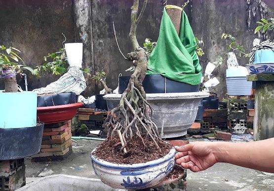 盆景怎么修根补根的5个步骤