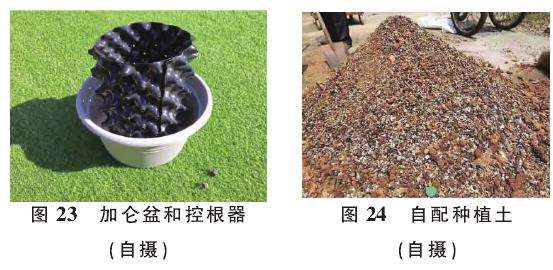 提根型盆景怎么蓄根的3个步骤