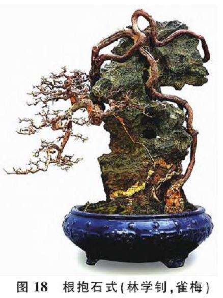 提根型盆景按根的附着方式有6种分类