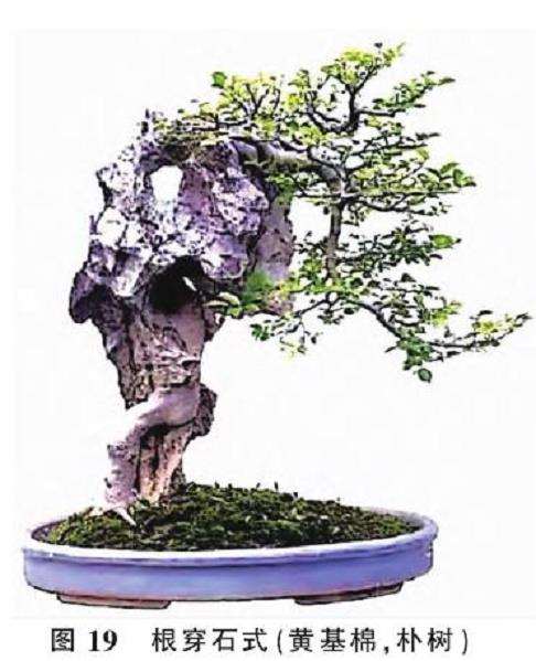 提根型盆景按根的附着方式有6种分类