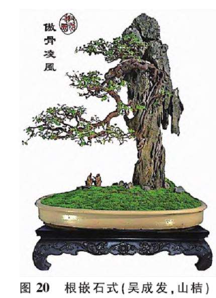 提根型盆景按根的附着方式有6种分类