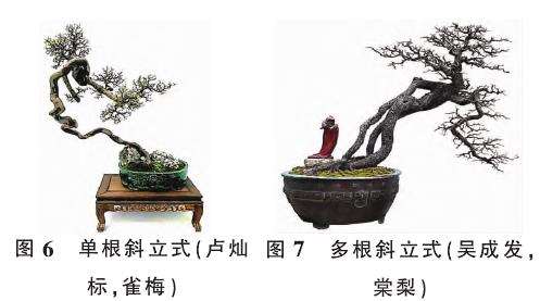 提根型盆景按根的形态有9种分类 图片