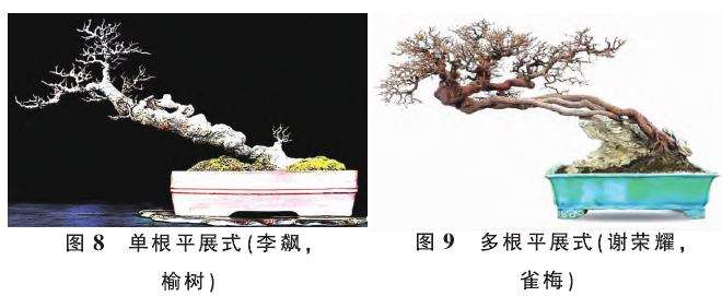 提根型盆景按根的形态有9种分类 图片