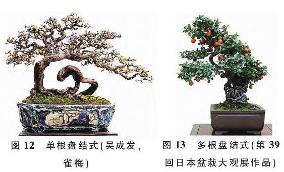 提根型盆景按根的形态有9种分类 图片