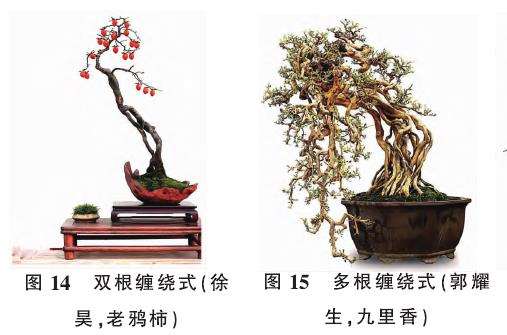 提根型盆景按根的形态有9种分类 图片