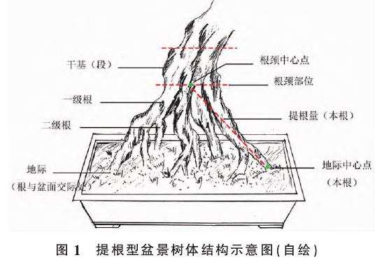 树木盆景怎么提根的3个相关概念