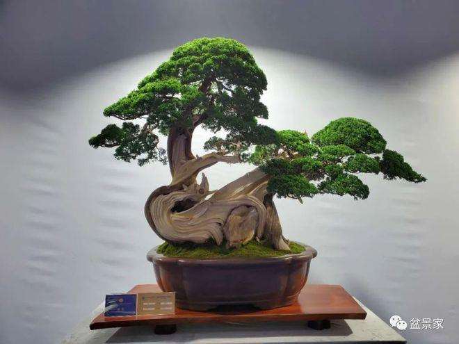 中国盆景艺术家协会的掌门人 苏放