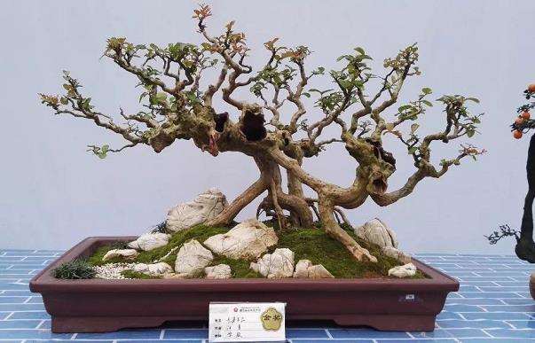 都江堰怎么以盆景促进乡村全面振兴