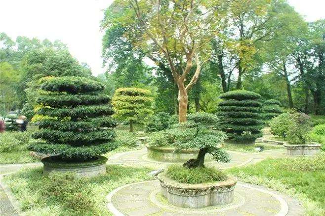 都江堰怎么谋求盆景产业高质量发展