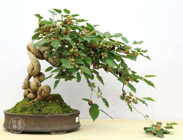 桑树盆景移栽后怎么管理的3个方法