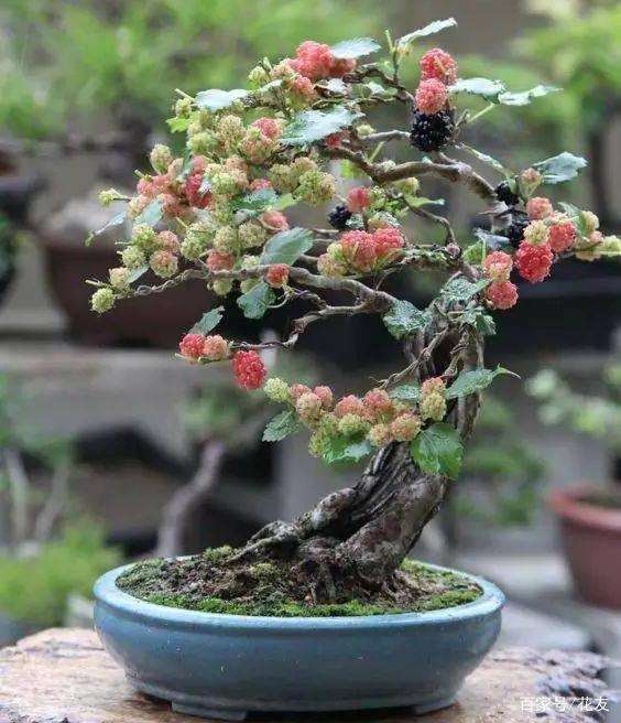 制作桑树盆景的时间及6个准备工作