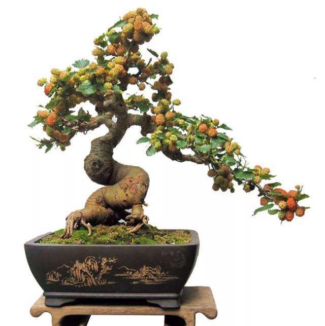 桑树盆景的6个品种介绍