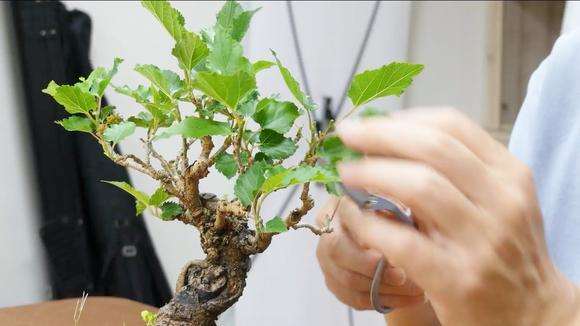 制作桑树盆景的3个意义