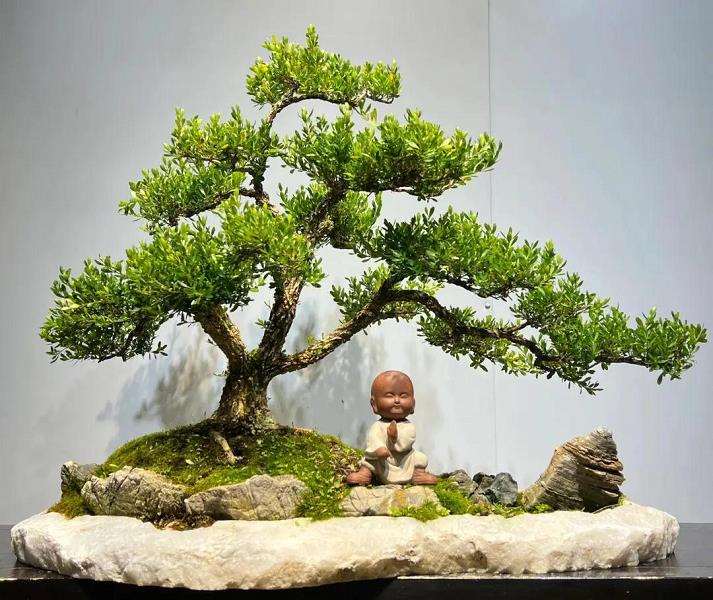 叠盆软袋土层高低对雀舌黄杨盆景生长的影响