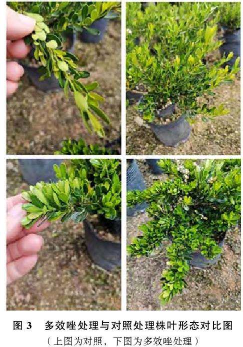 多效唑对雀舌黄杨盆景生长的2个影响