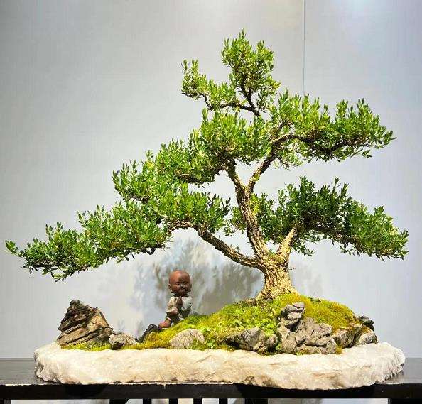 雀舌黄杨微型盆景快速成型技术初探