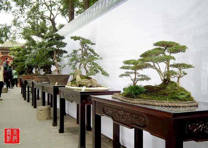 青城山安龙川派盆景主题公园优化设计研究