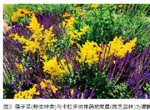 生态群落时空维度下的草本植物选择与应用策略