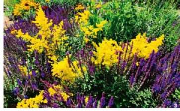 生态群落4季应用：37种草本植物破解沈阳6个月萧条期