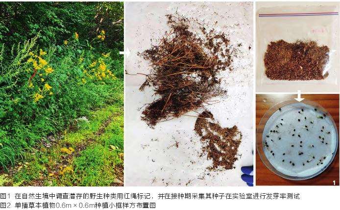 多年生草本植物在沈阳地区的适应性及应用研究
