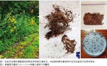 沈阳37种草本植物破解6个月萧条期：四季景观无缝衔接方案
