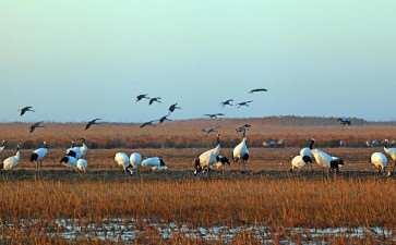 中国自然保护地生态系统修复的6个策略