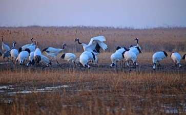 自然保护地生态系统修复研究进展与修复策略