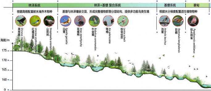 三峡水库澎溪河消落带鸟类生境修复技术框架