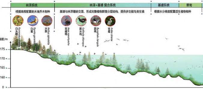 三峡水库澎溪河消落带鸟类生境修复技术框架