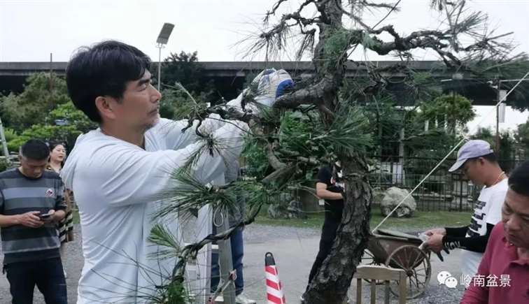 图解  何文开怎么改作山松盆景的13个步骤