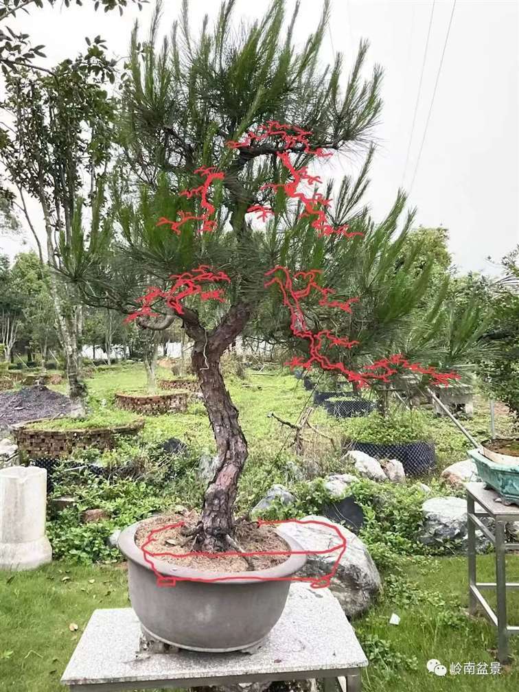 图解  何文开怎么改作山松盆景的13个步骤