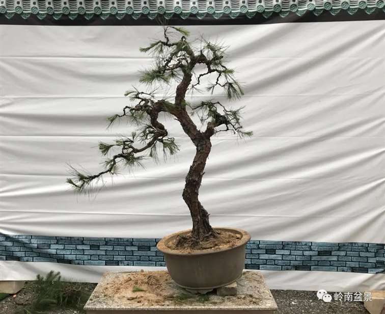 图解  何文开怎么改作山松盆景的13个步骤