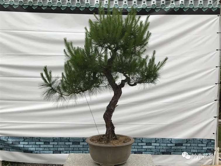 图解  何文开怎么改作山松盆景的13个步骤