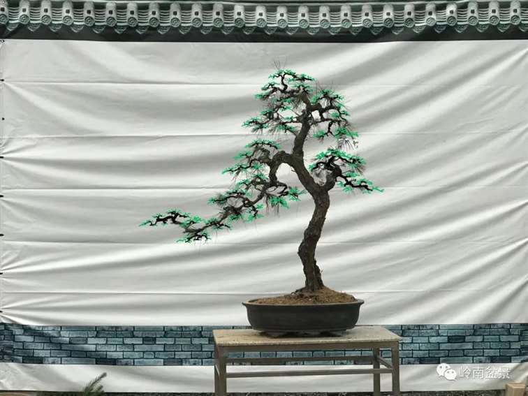 图解  何文开怎么改作山松盆景的13个步骤