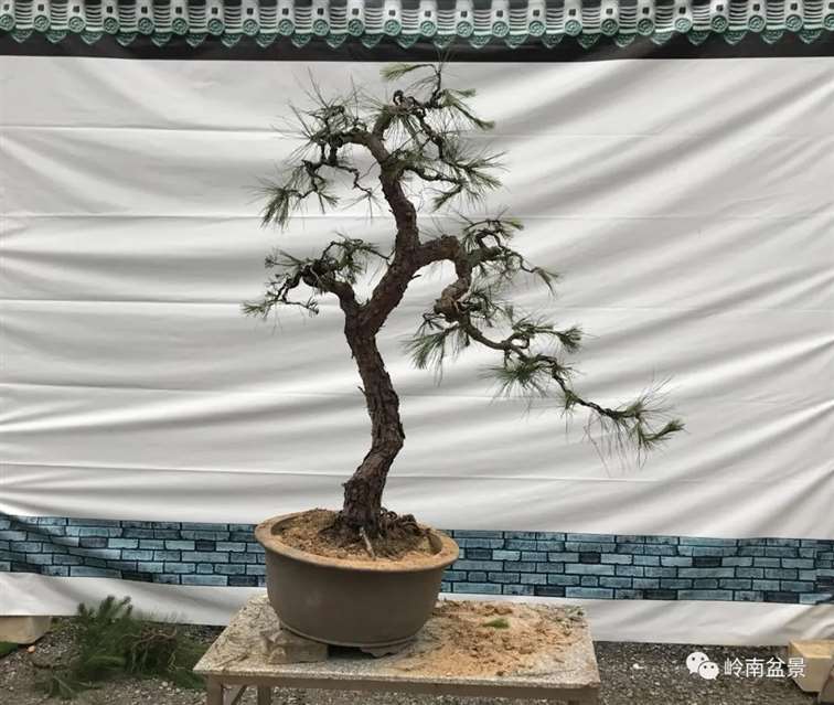 图解  何文开怎么改作山松盆景的13个步骤