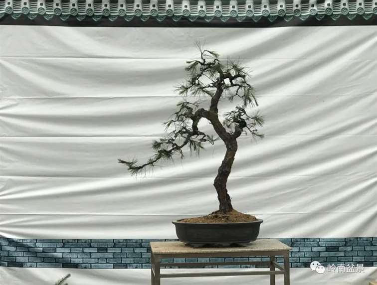 图解  何文开怎么改作山松盆景的13个步骤