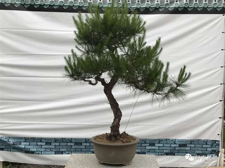 图解  何文开怎么改作山松盆景的13个步骤